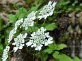 Grey-Hairy Hogweed